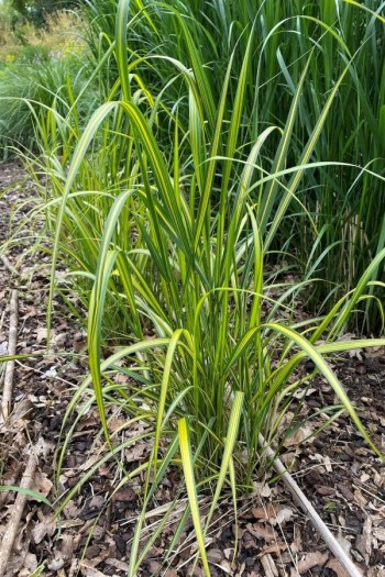Війник гостроквітковий Інгленд | Calamagrostis acutiflora England | Вейник остроцветковый Ингленд